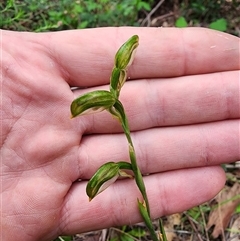 Bunochilus montanus (ACT) = Pterostylis jonesii (NSW) (Montane Leafy Greenhood) at Uriarra Village, ACT - 13 Oct 2024 by HarleyB