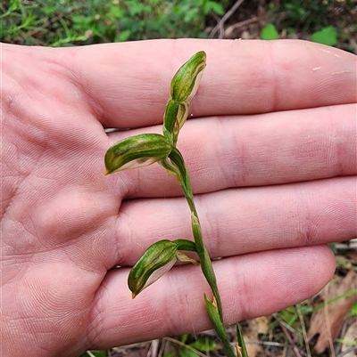 Bunochilus montanus (ACT) = Pterostylis jonesii (NSW) (Montane Leafy Greenhood) at Uriarra Village, ACT - 13 Oct 2024 by HarleyB