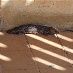 Tiliqua rugosa palarra at suppressed - 10 Sep 2024 04:52 PM