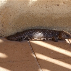 Tiliqua rugosa palarra at suppressed - 10 Sep 2024 04:52 PM