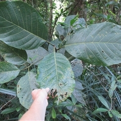 Litsea bindoniana (big–leaf bollywood) at Mossman Gorge, QLD - 13 Jul 2016 by JasonPStewartNMsnc2016