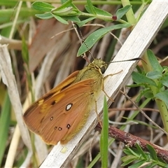 Trapezites eliena (Orange Ochre) at Kambah, ACT - 14 Oct 2024 by HelenCross