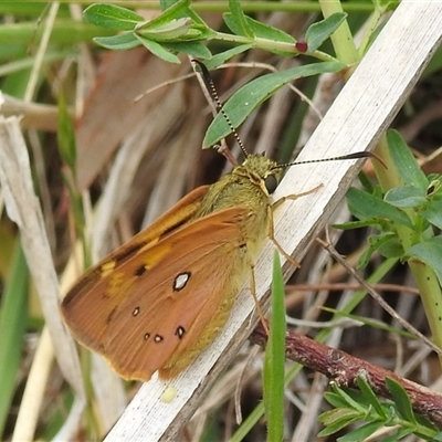 Trapezites eliena (Orange Ochre) at Kambah, ACT - 14 Oct 2024 by HelenCross