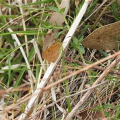 Trapezites eliena at Kambah, ACT - 14 Oct 2024 12:54 PM