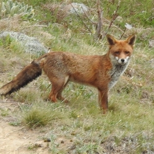 Vulpes vulpes at Kambah, ACT - 14 Oct 2024 01:01 PM