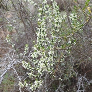 Discaria pubescens at Kambah, ACT - 14 Oct 2024 01:02 PM