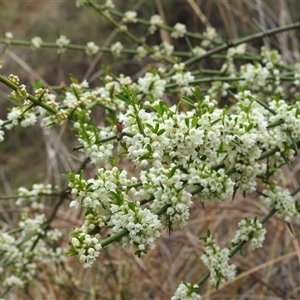 Discaria pubescens at Kambah, ACT - 14 Oct 2024 01:02 PM