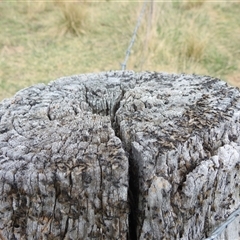 Papyrius sp. (genus) at Kambah, ACT - suppressed