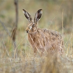 Lepus capensis (Brown Hare) at Lyons, ACT - 14 Oct 2024 by Kenp12