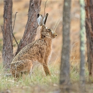 Lepus capensis at Lyons, ACT - 14 Oct 2024