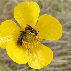 Lasioglossum (Chilalictus) lanarium (Halictid bee) at Kambah, ACT - 14 Oct 2024 by HelenCross