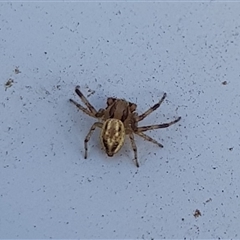 Thomisidae (family) (Unidentified Crab spider or Flower spider) at Narrandera, NSW - 6 Oct 2024 by HappyWanderer