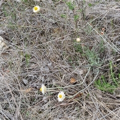 Leucochrysum albicans subsp. tricolor at Yarra, NSW - 14 Oct 2024