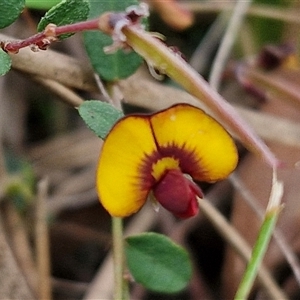 Bossiaea buxifolia at Yarra, NSW - 14 Oct 2024 04:08 PM