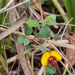 Bossiaea buxifolia at Yarra, NSW - 14 Oct 2024