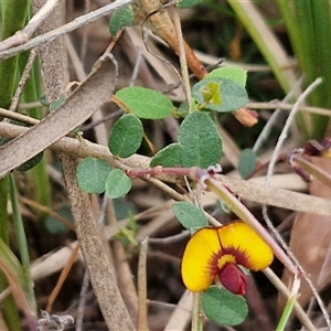 Bossiaea buxifolia at Yarra, NSW - 14 Oct 2024 04:08 PM