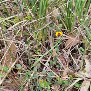 Bossiaea buxifolia at Yarra, NSW - 14 Oct 2024 04:08 PM