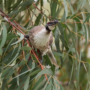 Philemon corniculatus at Lyons, ACT - 14 Oct 2024 10:59 AM