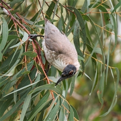 Philemon corniculatus at Lyons, ACT - 14 Oct 2024 10:59 AM