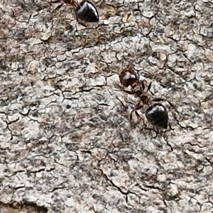 Crematogaster sp. (genus) at Yarra, NSW - 14 Oct 2024 04:07 PM