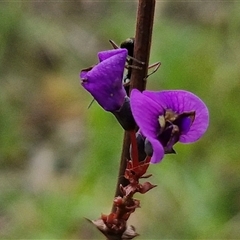 Hardenbergia violacea (False Sarsaparilla) at Yarra, NSW - 14 Oct 2024 by trevorpreston