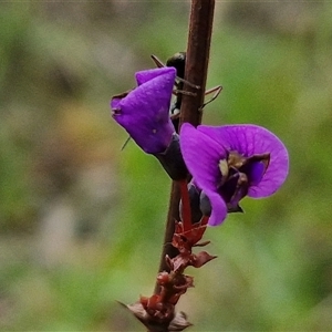 Hardenbergia violacea at Yarra, NSW - 14 Oct 2024