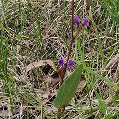 Hardenbergia violacea at Yarra, NSW - 14 Oct 2024