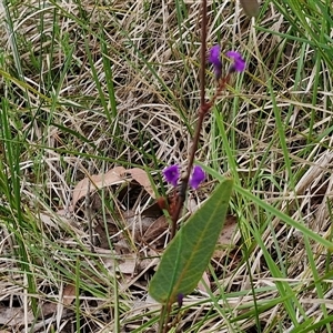 Hardenbergia violacea at Yarra, NSW - 14 Oct 2024