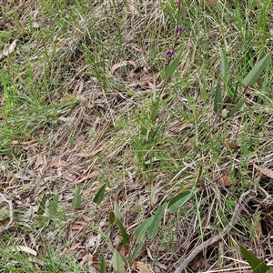 Hardenbergia violacea at Yarra, NSW - 14 Oct 2024