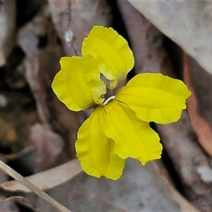 Goodenia hederacea subsp. hederacea at Yarra, NSW - 14 Oct 2024 04:05 PM