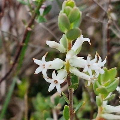 Brachyloma daphnoides (Daphne Heath) at Yarra, NSW - 14 Oct 2024 by trevorpreston