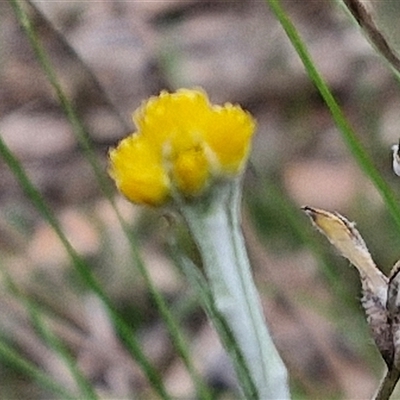 Chrysocephalum apiculatum (Common Everlasting) at Yarra, NSW - 14 Oct 2024 by trevorpreston