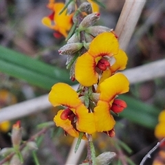 Dillwynia sericea (Egg And Bacon Peas) at Yarra, NSW - 14 Oct 2024 by trevorpreston