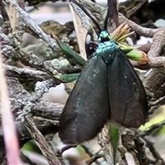 Pollanisus (genus) (A Forester Moth) at Yarra, NSW - 14 Oct 2024 by trevorpreston