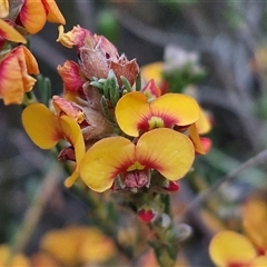 Dillwynia sericea (Egg And Bacon Peas) at Yarra, NSW - 14 Oct 2024 by trevorpreston