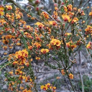 Dillwynia sericea at Yarra, NSW - 14 Oct 2024 03:52 PM