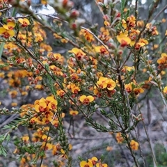 Dillwynia sericea at Yarra, NSW - 14 Oct 2024 03:52 PM