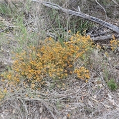 Dillwynia sericea at Yarra, NSW - 14 Oct 2024 03:52 PM