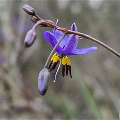 Dianella revoluta var. revoluta (Black-Anther Flax Lily) at Yarra, NSW - 14 Oct 2024 by trevorpreston