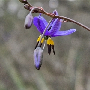 Dianella revoluta var. revoluta at Yarra, NSW - 14 Oct 2024 03:51 PM