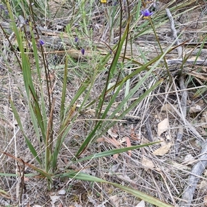 Dianella revoluta var. revoluta at Yarra, NSW - 14 Oct 2024 03:51 PM