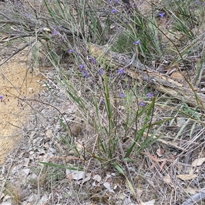 Dianella revoluta var. revoluta at Yarra, NSW - 14 Oct 2024 03:51 PM