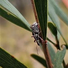 Aoplocnemis sp. (genus) (A weevil) at Captains Flat, NSW - 14 Oct 2024 by Csteele4