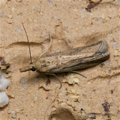 Faveria tritalis (Couchgrass Webworm) at Harrison, ACT - 13 Oct 2024 by DPRees125