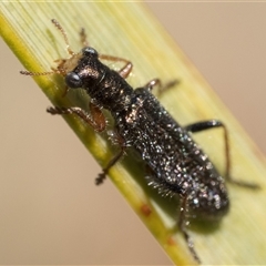 Lemidia subaenea (Clerid beetle) at Rendezvous Creek, ACT - 12 Oct 2024 by patrickcox