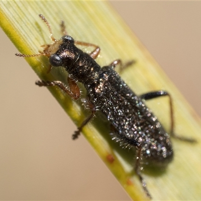 Lemidia subaenea (Clerid beetle) at Rendezvous Creek, ACT - 13 Oct 2024 by patrickcox