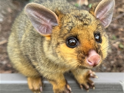 Trichosurus vulpecula (Common Brushtail Possum) at Burradoo, NSW - 13 Oct 2024 by GlossyGal