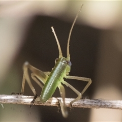 Tettigoniidae (family) (Unidentified katydid) at Rendezvous Creek, ACT - 13 Oct 2024 by patrickcox