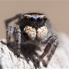 Maratus proszynskii (Peacock spider) at Booth, ACT - 13 Oct 2024 by patrickcox