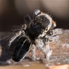 Maratus proszynskii at Booth, ACT - 13 Oct 2024 10:00 AM